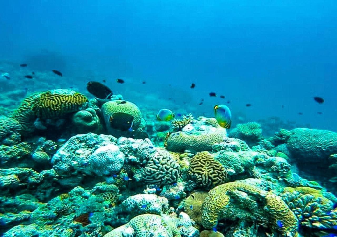 فندق Tropical Tree Fehendhoo المظهر الخارجي الصورة