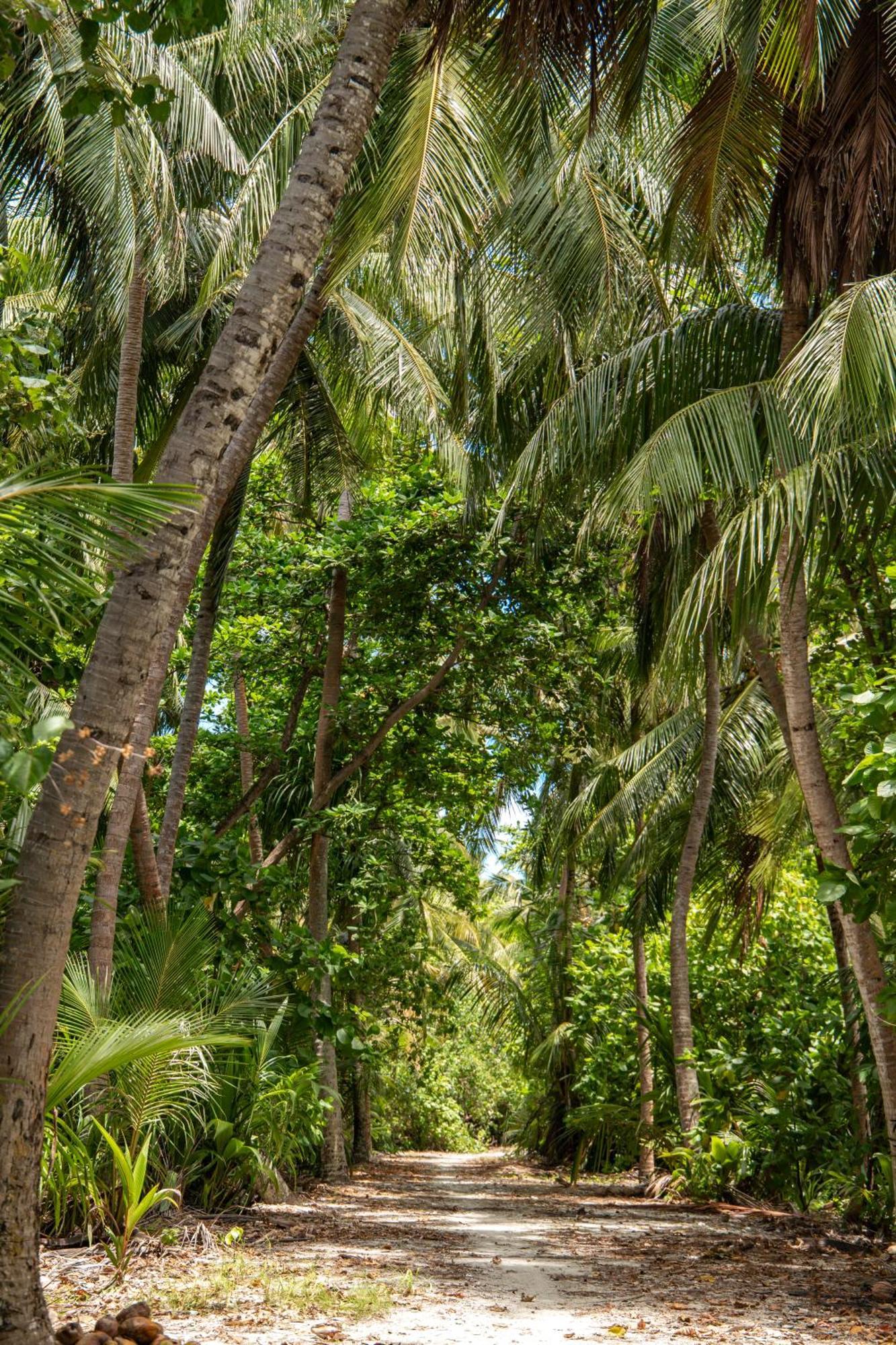 فندق Tropical Tree Fehendhoo المظهر الخارجي الصورة
